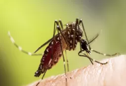 देशों में तेजी से फैल रहा डेंगू