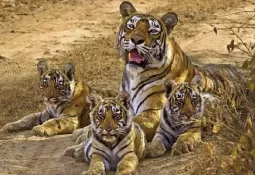 सरिस्का टाइगर रिजर्व में बढ़ी बाघों की संख्या
